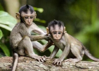 اگر طوطی ها می توانند زبان انسان ها را تقلید نمایند چرا میمون ها نمی توانند؟